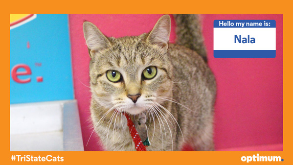 cat cafe, cat cafe new jersey, cat cafe nj, North Shore Animal League America, North Shore Animal League, adopt a cat, optimum, optimum cat cafe