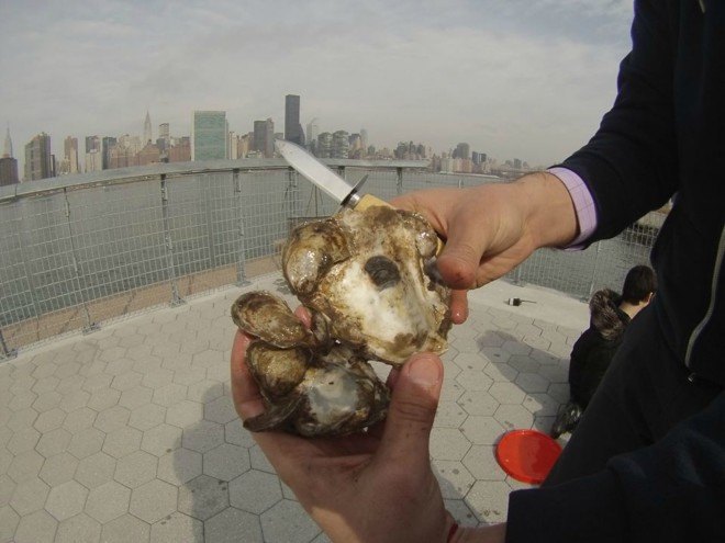 Billion Oyster Project, billion oyster project, New York Harbor school, governors island, new york harbor, maritime careers, oyster-tecture,polluted waterways, youth water programs nyc, sustainability, water pollution, shellfish population nyc, water filtration, oyster park, artificial reef, mollusks, landscape architecture, maritime design,