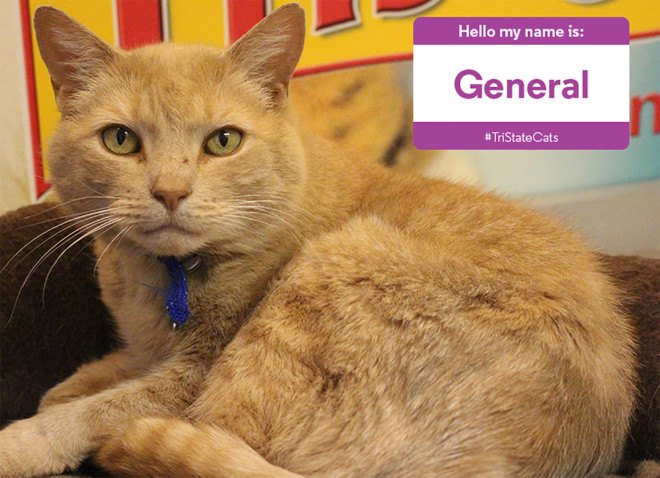 cat cafe, cat cafe new jersey, cat cafe nj, North Shore Animal League America, North Shore Animal League, adopt a cat, optimum, optimum cat cafe