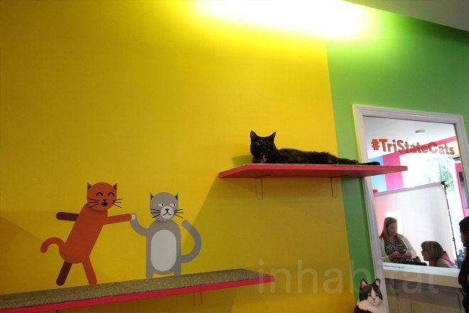 cat cafe, cat cafe new jersey, cat cafe nj, North Shore Animal League America, North Shore Animal League, adopt a cat, optimum, optimum cat cafe