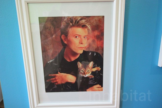 cat cafe, cat cafe new jersey, cat cafe nj, North Shore Animal League America, North Shore Animal League, adopt a cat, optimum, optimum cat cafe