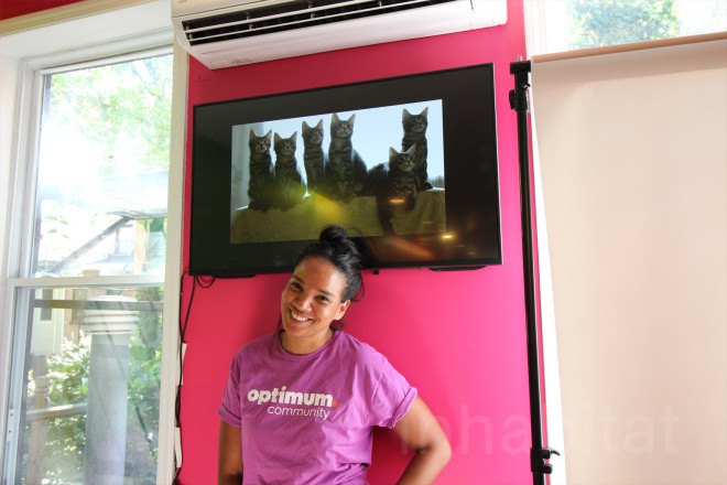 cat cafe, cat cafe new jersey, cat cafe nj, North Shore Animal League America, North Shore Animal League, adopt a cat, optimum, optimum cat cafe