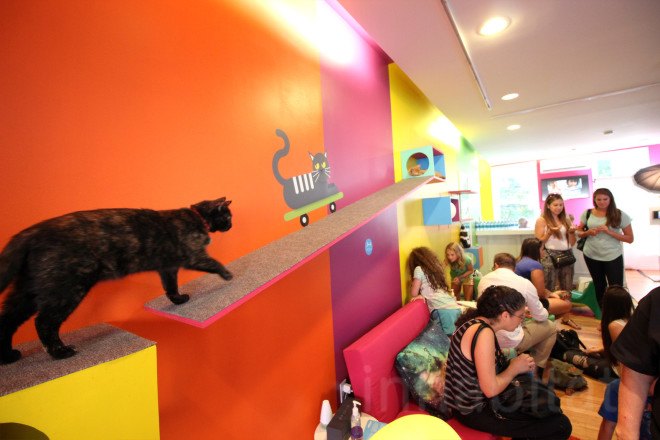 cat cafe, cat cafe new jersey, cat cafe nj, North Shore Animal League America, North Shore Animal League, adopt a cat, optimum, optimum cat cafe