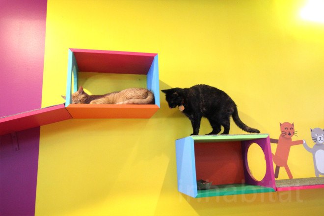 cat cafe, cat cafe new jersey, cat cafe nj, North Shore Animal League America, North Shore Animal League, adopt a cat, optimum, optimum cat cafe