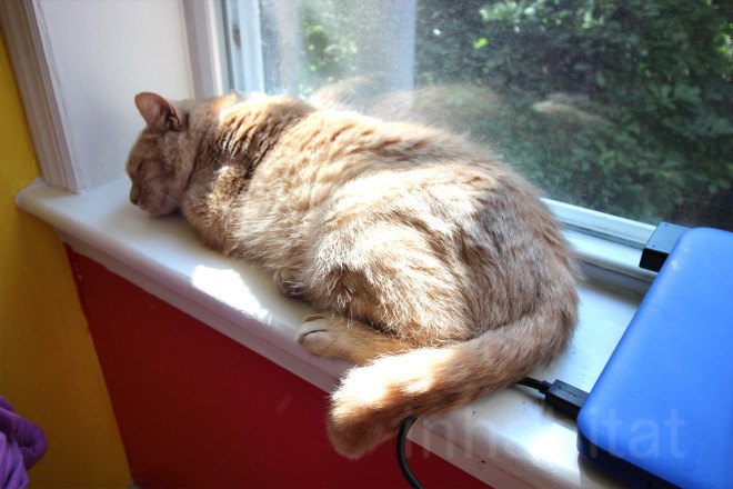 cat cafe, cat cafe new jersey, cat cafe nj, North Shore Animal League America, North Shore Animal League, adopt a cat, optimum, optimum cat cafe