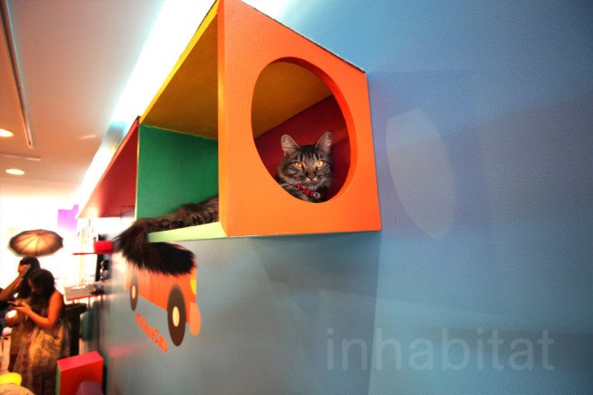 cat cafe, cat cafe new jersey, cat cafe nj, North Shore Animal League America, North Shore Animal League, adopt a cat, optimum, optimum cat cafe