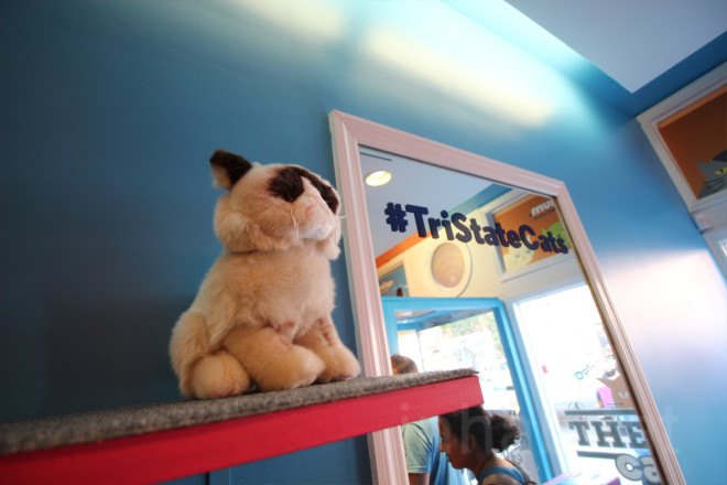 cat cafe, cat cafe new jersey, cat cafe nj, North Shore Animal League America, North Shore Animal League, adopt a cat, optimum, optimum cat cafe