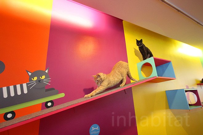 cat cafe, cat cafe new jersey, cat cafe nj, North Shore Animal League America, North Shore Animal League, adopt a cat, optimum, optimum cat cafe