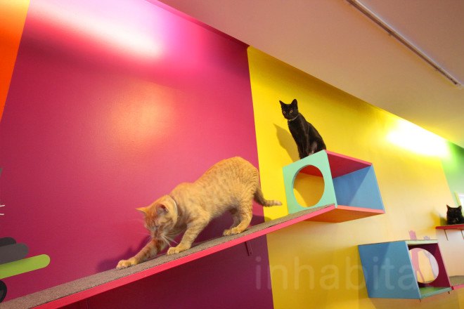cat cafe, cat cafe new jersey, cat cafe nj, North Shore Animal League America, North Shore Animal League, adopt a cat, optimum, optimum cat cafe