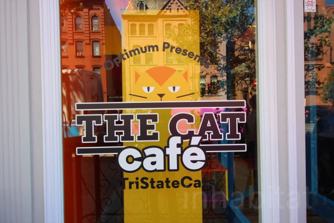 cat cafe, cat cafe new jersey, cat cafe nj, North Shore Animal League America, North Shore Animal League, adopt a cat, optimum, optimum cat cafe