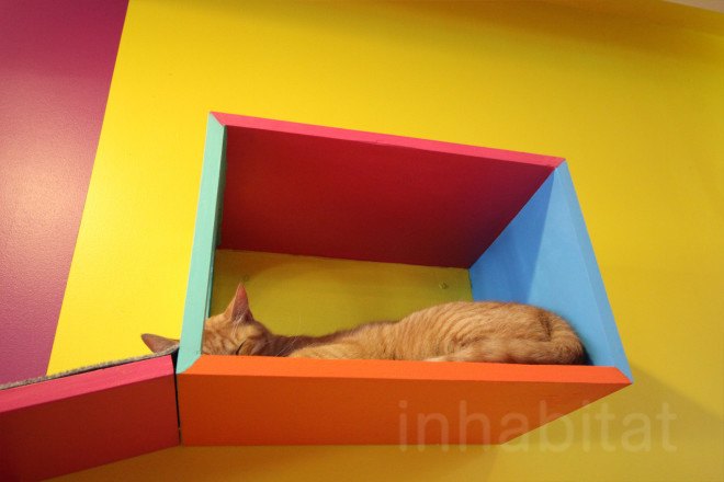 cat cafe, cat cafe new jersey, cat cafe nj, North Shore Animal League America, North Shore Animal League, adopt a cat, optimum, optimum cat cafe