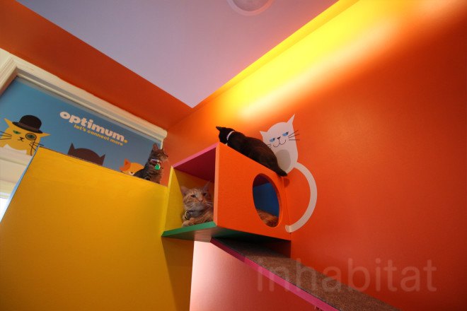 cat cafe, cat cafe new jersey, cat cafe nj, North Shore Animal League America, North Shore Animal League, adopt a cat, optimum, optimum cat cafe