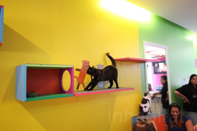 cat cafe, cat cafe new jersey, cat cafe nj, North Shore Animal League America, North Shore Animal League, adopt a cat, optimum, optimum cat cafe