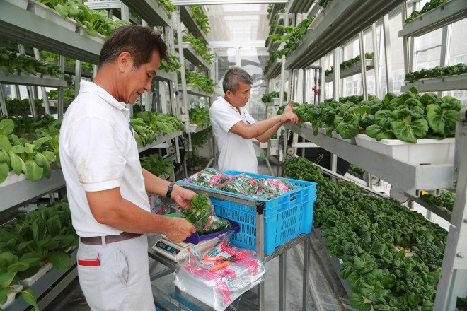 Sky Greens, hydroponic farming, Design for Health, Design, Design to Improve Life, eco design, green design, humanitarian design, index award winners, index: award, Sustainability, Sustainable Design, world’s biggest design prize, index awards
