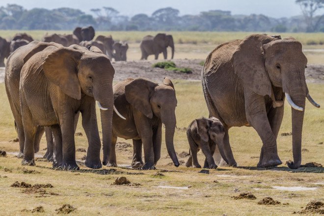 elephants, wildlife, poaching, ivory, ivory trade, illegal wildlife smuggling, GPS trackers, GPS, Africa, Sudan, Darfur, ivory ban, illegal ivory