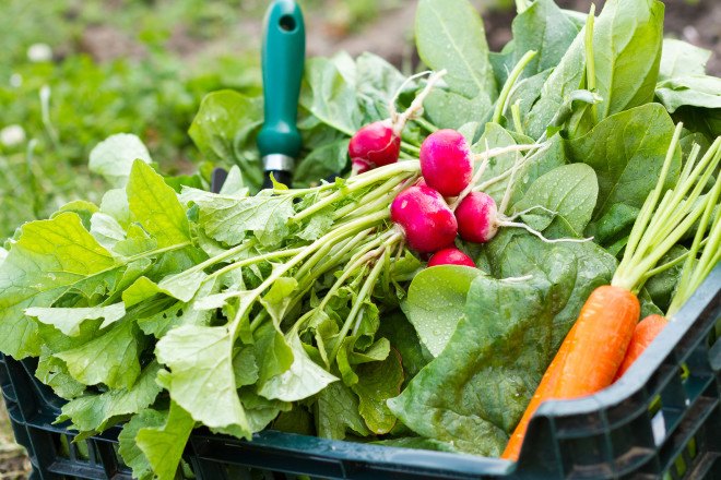 fall vegetables, fall harvest, planting for fall harvest, vegetables for fall harvest, gardening, fall gardening, fall vegetables, vegetables, grow your own, backyard gardening, vegetable gardening, food gardening, gardening tips, reader submission