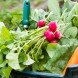 fall vegetables, fall harvest, planting for fall harvest, vegetables for fall harvest, gardening, fall gardening, fall vegetables, vegetables, grow your own, backyard gardening, vegetable gardening, food gardening, gardening tips, reader submission