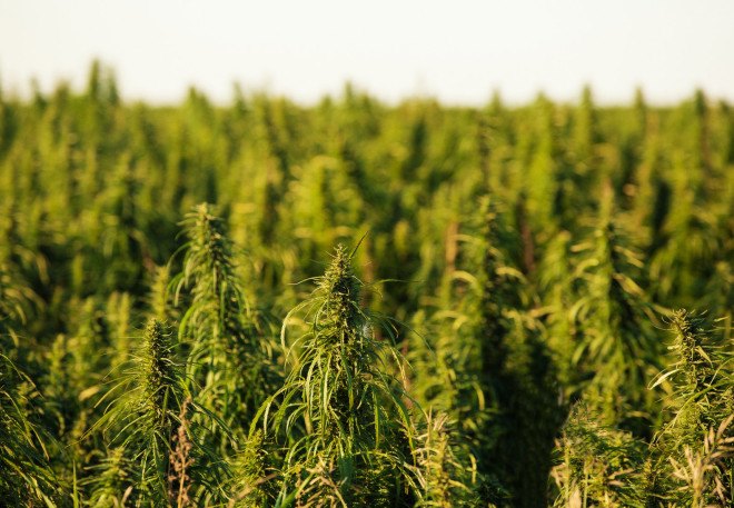 eco-hemp, hemp building, eco building materials, green building materials, plant-based construction materials, nick voase, east yorkshire, uk farmer grows house, grow your own house