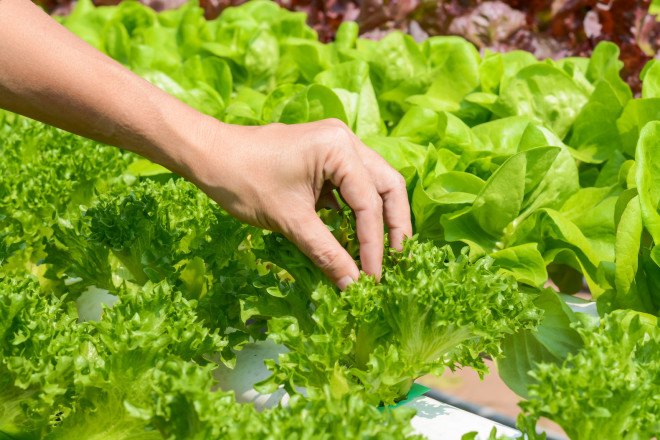 tokyo salad, tokyo metro, tokyo subway farm, underground subway farm, underground hydroponics farm, underground agriculture, subterranean farming, urban farm