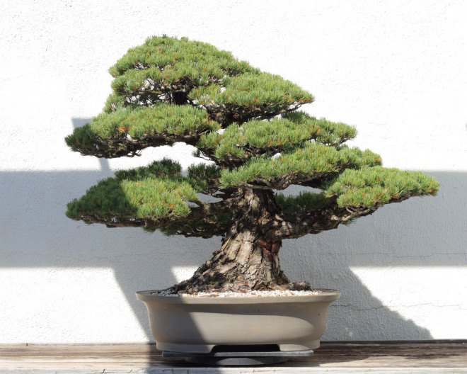 bonsai tree, oldest bonsai, national arboretum, washington dc, hiroshima, atomic bomb, little boy, 390 year old tree