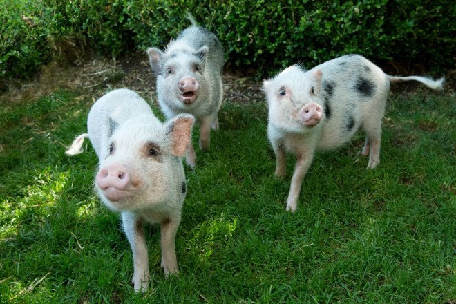 prospect park zoo, wildlife conservation society, juliana pigs, three little pigs, pigs in brooklyn zoos, zoo animals