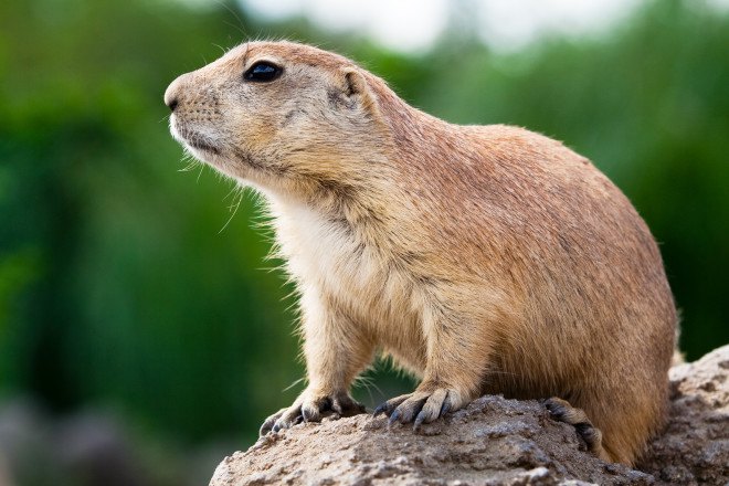 plague ecology, prairie dogs and plague, plague spread, plague in the west, plague in US
