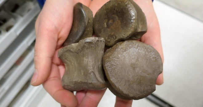 dinosaur fossils, dinosaur bones, Alaska dinosaur