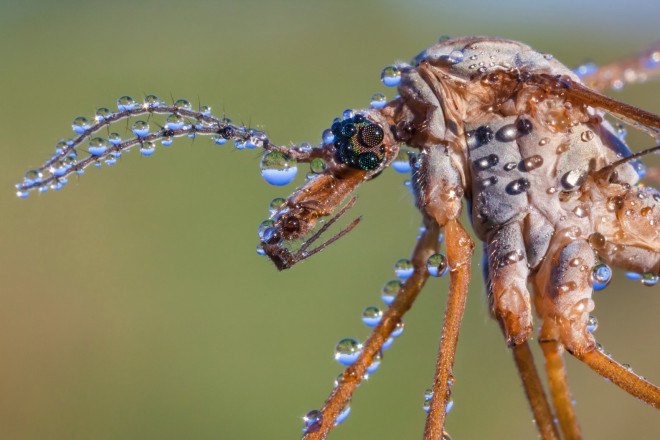 British Wildlife Photography Awards, photography, wildlife photography, nature photography, animals, wildlife, photography contest, photography exhibit