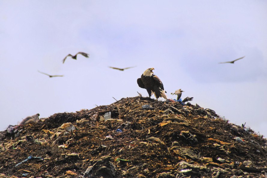 twice as much trash, american landfill, waste in landfill, recycling, epa landfilll estimates