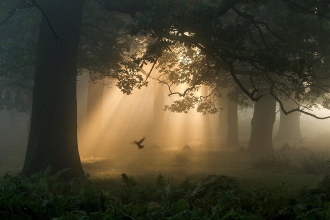 British Wildlife Photography Awards, photography, wildlife photography, nature photography, animals, wildlife, photography contest, photography exhibit