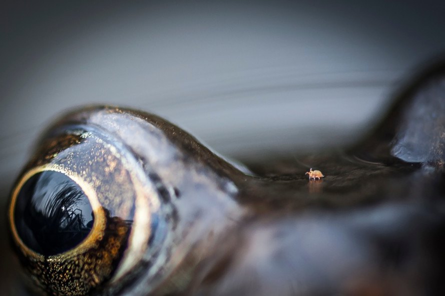 British Wildlife Photography Awards, photography, wildlife photography, nature photography, animals, wildlife, photography contest, photography exhibit