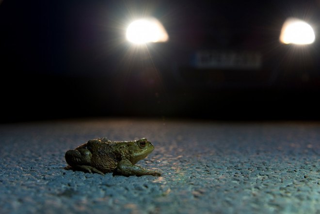 British Wildlife Photography Awards, photography, wildlife photography, nature photography, animals, wildlife, photography contest, photography exhibit