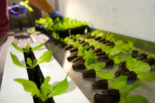 Freight Farm, Stony Brook University, hydroponic gardens, sustainable design, green design, hydroponic greenhouses, garden designs, university hydroponic projects, agriculture startup, year-round crops, hydroponic farm, Leafy Green Machine, farm-management technologies