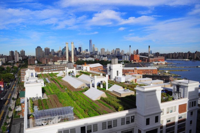 harlem, green roofs, green rooftops, green spaces, urban green space, rooftop gardens, rooftop farms, solar power, rain gardens, citiesalive, green roofs for healthy cities, Harlem Green Infrastructure Design Charrette, harlem legacy project