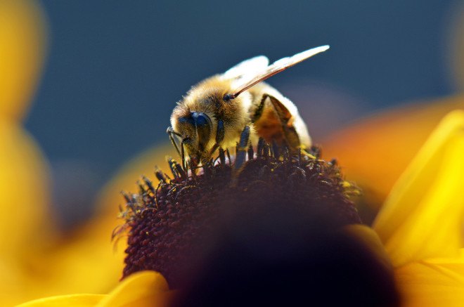 bees, honey bees, probiotics for honeybees, Pro-bee-iotics, probiotics protect honeybees from neonicotinoids, protecting bees from pesticides, how to protect honeybees from pesticides, University of British Columbia, colony collapse disorder, honey bee crisis, honey bee protection, bee research, probiotic solutions for bees