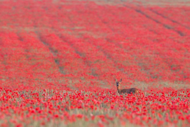 British Wildlife Photography Awards, photography, wildlife photography, nature photography, animals, wildlife, photography contest, photography exhibit