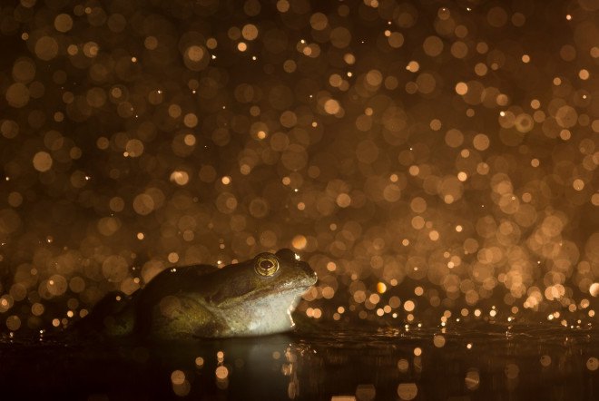 British Wildlife Photography Awards, photography, wildlife photography, nature photography, animals, wildlife, photography contest, photography exhibit
