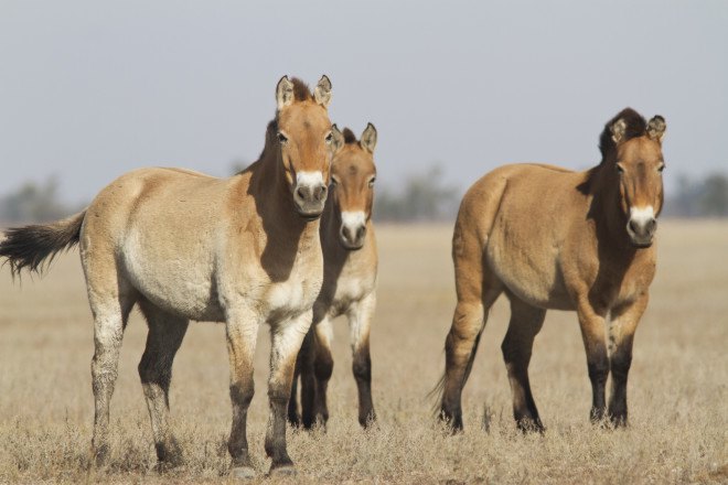 Przewalski’s horses, wild horses, prehistoric horses, domesticated horses, Ludovic Ontario, wild horse conservation, Przewalski’s horses conservation