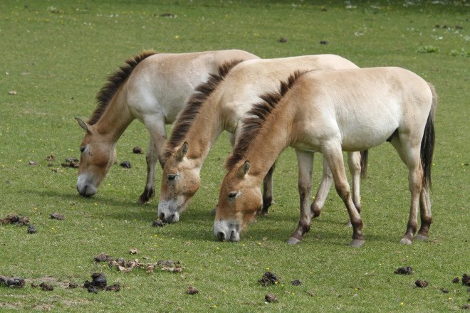Przewalski’s horses, wild horses, prehistoric horses, domesticated horses, Ludovic Ontario, wild horse conservation, Przewalski’s horses conservation