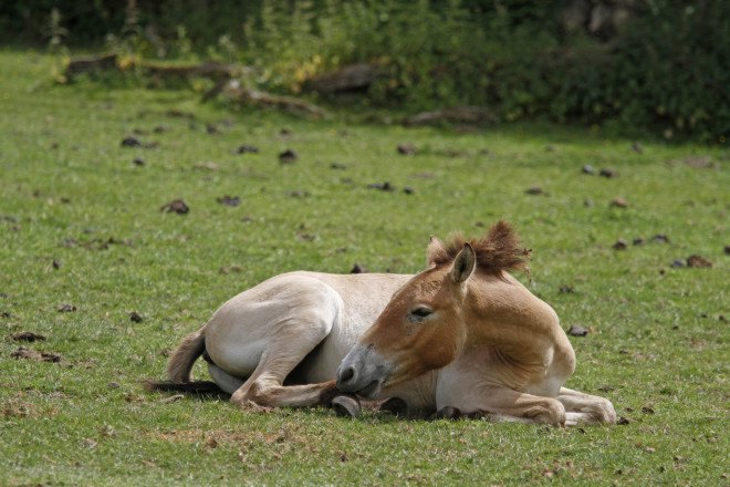 Przewalski’s horses, wild horses, prehistoric horses, domesticated horses, Ludovic Ontario, wild horse conservation, Przewalski’s horses conservation