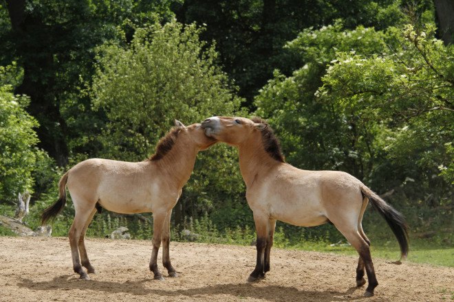 Przewalski’s horses, wild horses, prehistoric horses, domesticated horses, Ludovic Ontario, wild horse conservation, Przewalski’s horses conservation