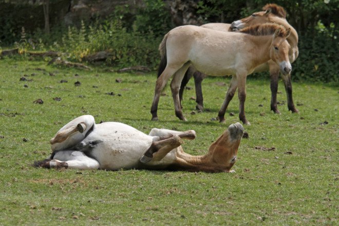 Przewalski’s horses, wild horses, prehistoric horses, domesticated horses, Ludovic Ontario, wild horse conservation, Przewalski’s horses conservation