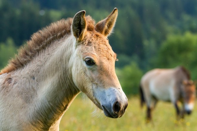 Przewalski’s horses, wild horses, prehistoric horses, domesticated horses, Ludovic Ontario, wild horse conservation, Przewalski’s horses conservation