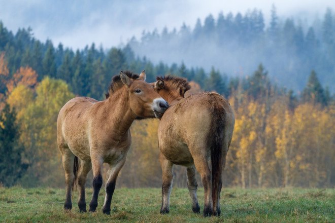 Przewalski’s horses, wild horses, prehistoric horses, domesticated horses, Ludovic Ontario, wild horse conservation, Przewalski’s horses conservation