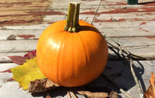 pumpkin, sugar pie pumpkin, organic pumpkin, pumpkin spice latte, homemade pumpkin spice latte, homesteader, homesteading, pumpkin, pumpkin spice, latte, fall, autumn