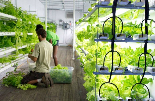 Freight Farm, Stony Brook University, hydroponic gardens, sustainable design, green design, hydroponic greenhouses, garden designs, university hydroponic projects, agriculture startup, year-round crops, hydroponic farm, Leafy Green Machine, farm-management technologies