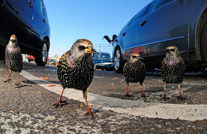 British Wildlife Photography Awards, photography, wildlife photography, nature photography, animals, wildlife, photography contest, photography exhibit
