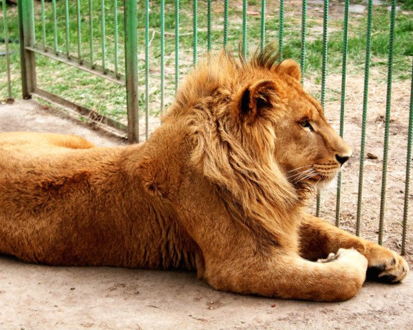 Lion behind a cage, Lion Safari Etawah