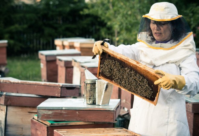 bees, honey bees, probiotics for honeybees, Pro-bee-iotics, probiotics protect honeybees from neonicotinoids, protecting bees from pesticides, how to protect honeybees from pesticides, University of British Columbia, colony collapse disorder, honey bee crisis, honey bee protection, bee research, probiotic solutions for bees