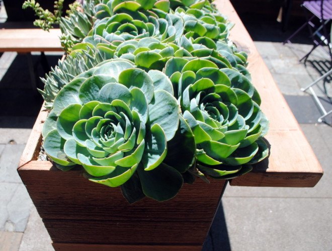 parklet, san francisco, urbanism, parking day, public space, urban design, succulents, seating, sidewalk, pop-up